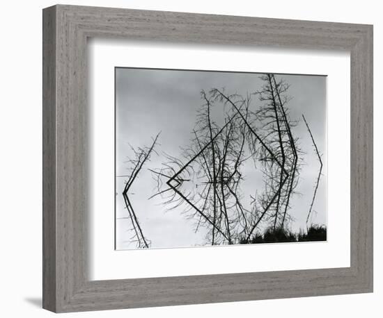 Trees and Water, Reflections, c. 1970-Brett Weston-Framed Photographic Print