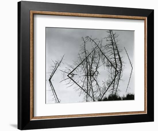 Trees and Water, Reflections, c. 1970-Brett Weston-Framed Photographic Print