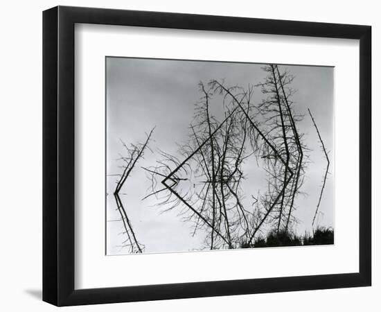 Trees and Water, Reflections, c. 1970-Brett Weston-Framed Photographic Print