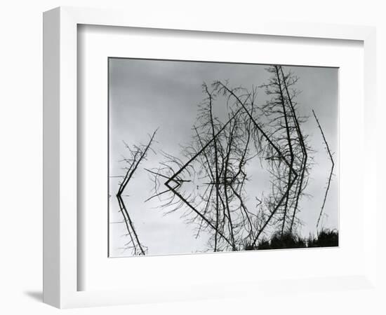 Trees and Water, Reflections, c. 1970-Brett Weston-Framed Photographic Print