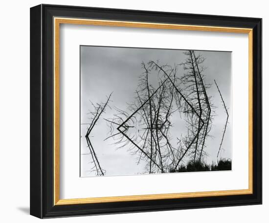 Trees and Water, Reflections, c. 1970-Brett Weston-Framed Photographic Print