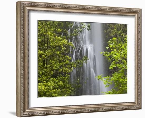 Trees and Waterfall with Caldeirao Verde, Queimados, Madeira, Portugal-Rainer Mirau-Framed Photographic Print