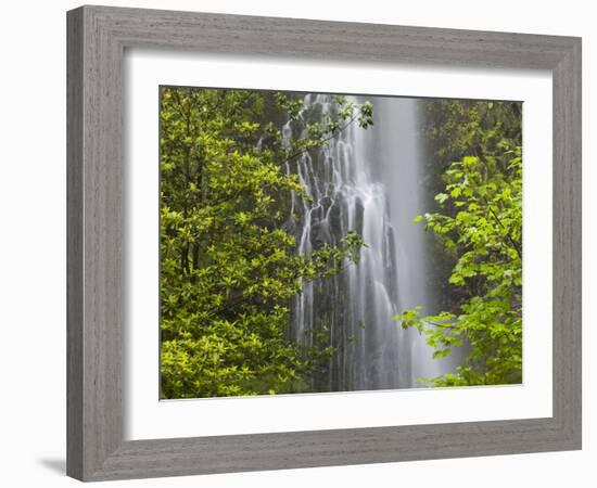 Trees and Waterfall with Caldeirao Verde, Queimados, Madeira, Portugal-Rainer Mirau-Framed Photographic Print