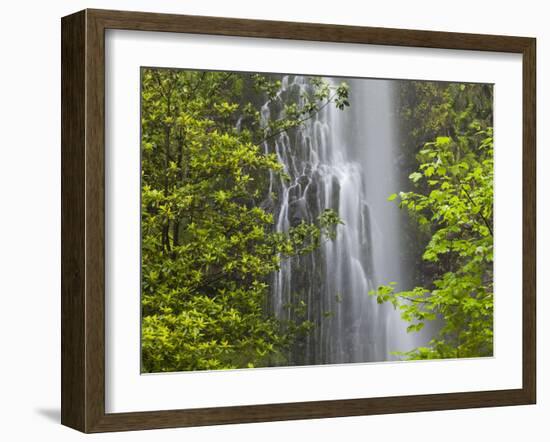 Trees and Waterfall with Caldeirao Verde, Queimados, Madeira, Portugal-Rainer Mirau-Framed Photographic Print