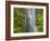 Trees and Waterfall with Caldeirao Verde, Queimados, Madeira, Portugal-Rainer Mirau-Framed Photographic Print