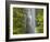 Trees and Waterfall with Caldeirao Verde, Queimados, Madeira, Portugal-Rainer Mirau-Framed Photographic Print