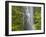 Trees and Waterfall with Caldeirao Verde, Queimados, Madeira, Portugal-Rainer Mirau-Framed Photographic Print