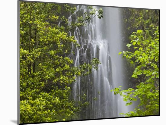 Trees and Waterfall with Caldeirao Verde, Queimados, Madeira, Portugal-Rainer Mirau-Mounted Photographic Print
