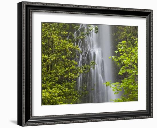 Trees and Waterfall with Caldeirao Verde, Queimados, Madeira, Portugal-Rainer Mirau-Framed Photographic Print