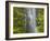 Trees and Waterfall with Caldeirao Verde, Queimados, Madeira, Portugal-Rainer Mirau-Framed Photographic Print