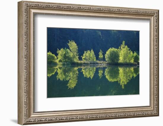 Trees are Reflected a Lake of the Former Diatomite Pits-Uwe Steffens-Framed Photographic Print