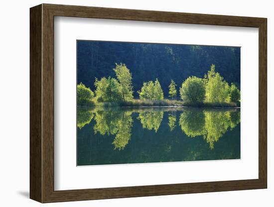 Trees are Reflected a Lake of the Former Diatomite Pits-Uwe Steffens-Framed Photographic Print