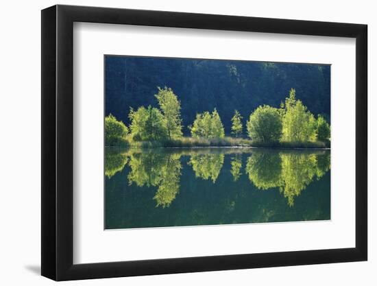 Trees are Reflected a Lake of the Former Diatomite Pits-Uwe Steffens-Framed Photographic Print