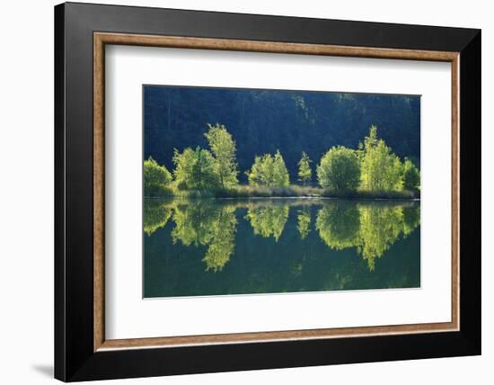 Trees are Reflected a Lake of the Former Diatomite Pits-Uwe Steffens-Framed Photographic Print