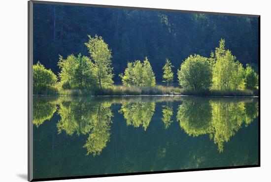 Trees are Reflected a Lake of the Former Diatomite Pits-Uwe Steffens-Mounted Photographic Print