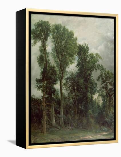 Trees at Hampstead-John Constable-Framed Premier Image Canvas