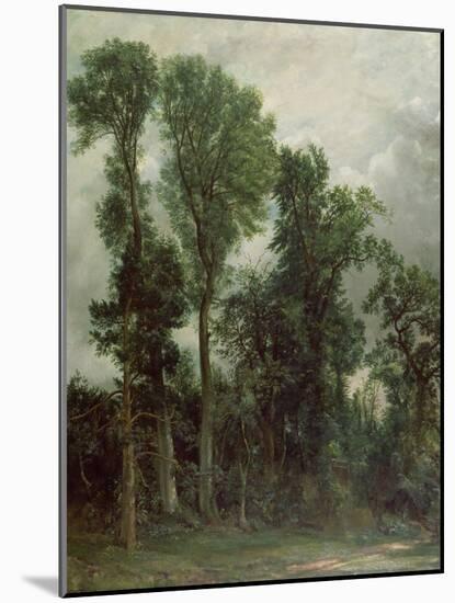Trees at Hampstead-John Constable-Mounted Giclee Print