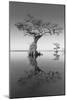 Trees at Lake 2-Moises Levy-Mounted Photographic Print