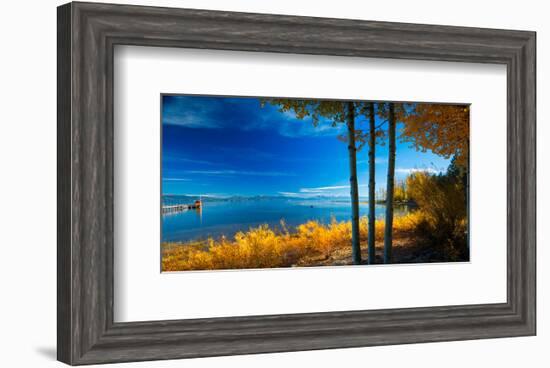 Trees at Lake Tahoe California USA-null-Framed Art Print