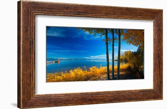 Trees at Lake Tahoe California USA-null-Framed Art Print