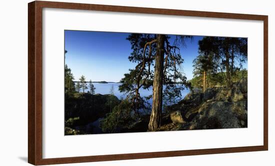 Trees at the Lakeside, Saimaa, Puumala, Southern Savonia, Eastern Finland, Finland-null-Framed Photographic Print