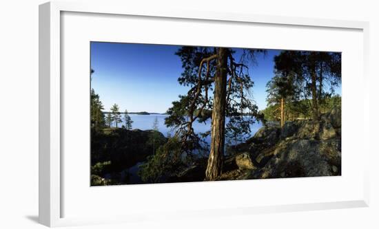 Trees at the Lakeside, Saimaa, Puumala, Southern Savonia, Eastern Finland, Finland-null-Framed Photographic Print