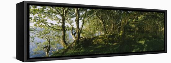Trees at the Seaside, Kenmare, County Kerry, Munster, Republic of Ireland-null-Framed Premier Image Canvas