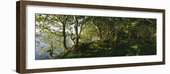 Trees at the Seaside, Kenmare, County Kerry, Munster, Republic of Ireland-null-Framed Photographic Print