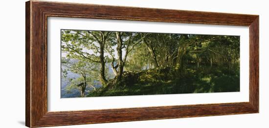 Trees at the Seaside, Kenmare, County Kerry, Munster, Republic of Ireland-null-Framed Photographic Print