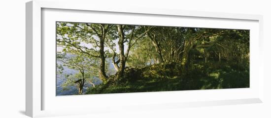 Trees at the Seaside, Kenmare, County Kerry, Munster, Republic of Ireland-null-Framed Photographic Print