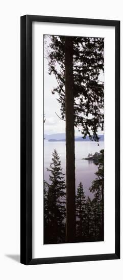 Trees at the Seaside, Teddy Bear Cove, Chuckanut Bay, Skagit County, Washington State, USA-null-Framed Photographic Print