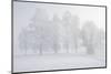 Trees at the Wintry Kochelsee, Tolzer Country, Bavaria, Germany-Rainer Mirau-Mounted Photographic Print