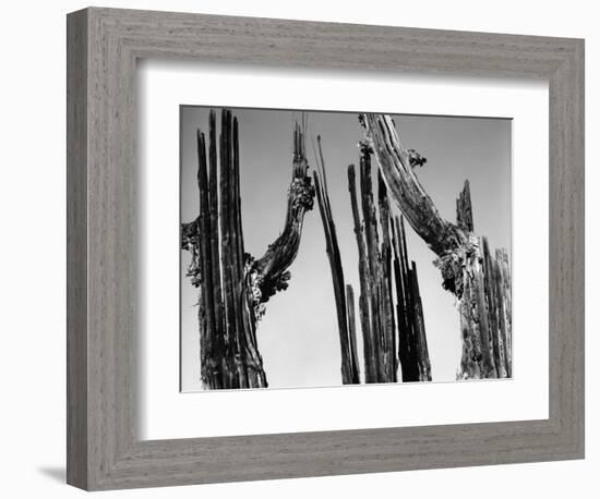 Trees, Baja, c. 1965-Brett Weston-Framed Photographic Print