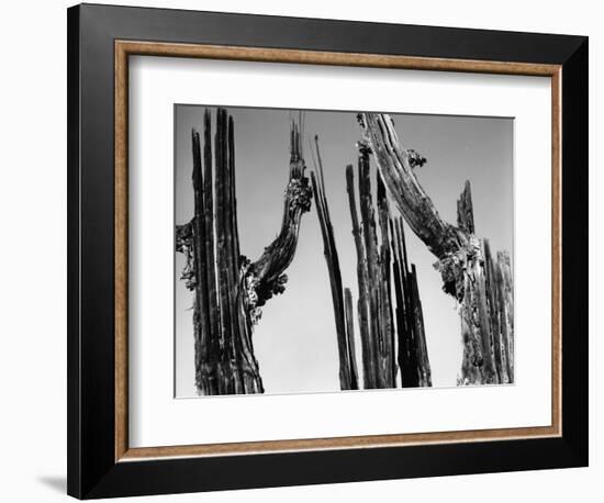 Trees, Baja, c. 1965-Brett Weston-Framed Photographic Print