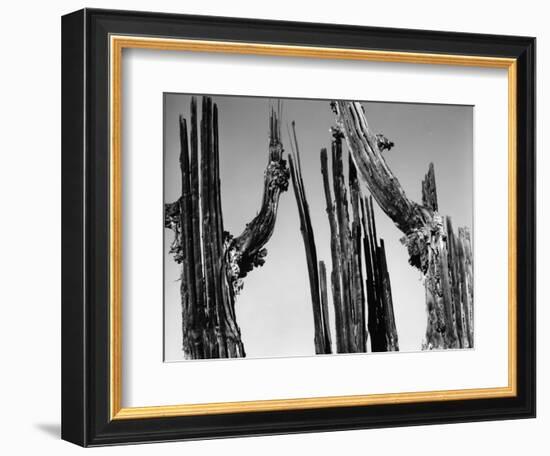 Trees, Baja, c. 1965-Brett Weston-Framed Photographic Print