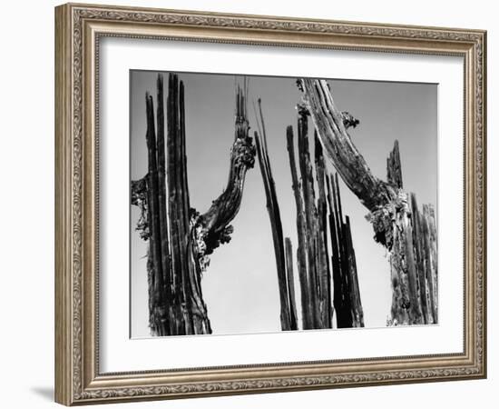 Trees, Baja, c. 1965-Brett Weston-Framed Premium Photographic Print