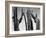 Trees, Baja, c. 1965-Brett Weston-Framed Premium Photographic Print