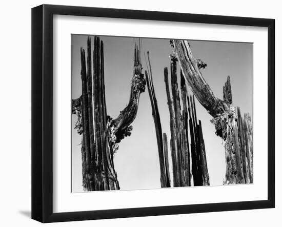 Trees, Baja, c. 1965-Brett Weston-Framed Premium Photographic Print