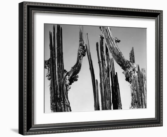 Trees, Baja, c. 1965-Brett Weston-Framed Premium Photographic Print