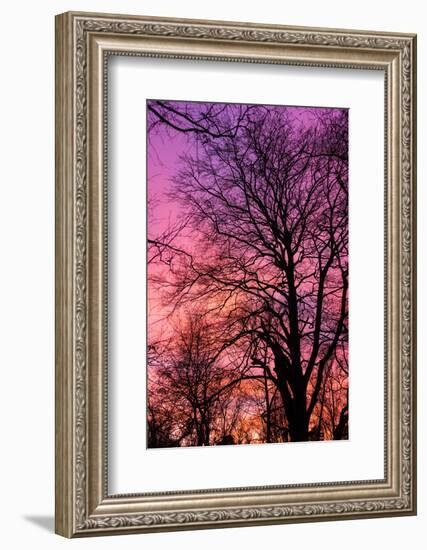 Trees, Baltic Sea, Darss, Winter-Catharina Lux-Framed Photographic Print