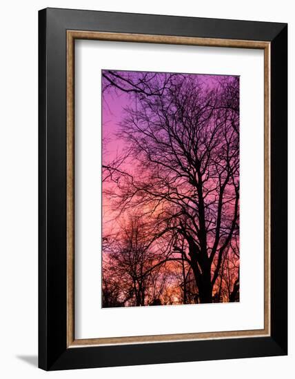 Trees, Baltic Sea, Darss, Winter-Catharina Lux-Framed Photographic Print