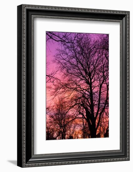 Trees, Baltic Sea, Darss, Winter-Catharina Lux-Framed Photographic Print