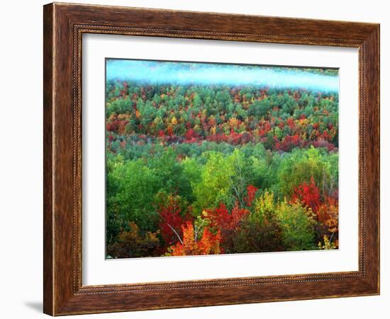 Trees, Baxter State Park, ME-Peter Adams-Framed Photographic Print