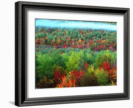 Trees, Baxter State Park, ME-Peter Adams-Framed Photographic Print