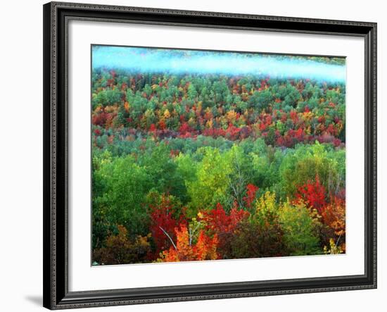 Trees, Baxter State Park, ME-Peter Adams-Framed Photographic Print