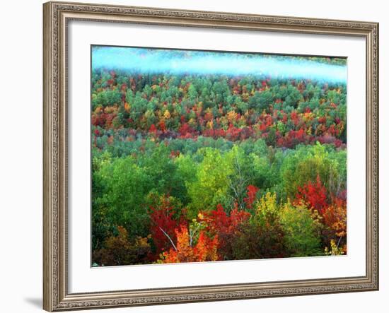 Trees, Baxter State Park, ME-Peter Adams-Framed Photographic Print