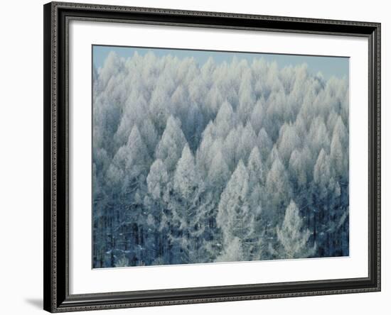 Trees Biei-Cho Hokkaido-null-Framed Photographic Print