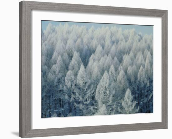 Trees Biei-Cho Hokkaido-null-Framed Photographic Print