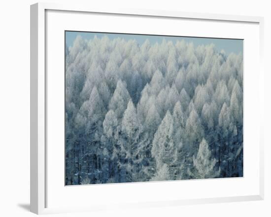 Trees Biei-Cho Hokkaido-null-Framed Photographic Print