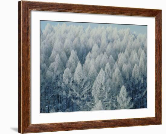 Trees Biei-Cho Hokkaido-null-Framed Photographic Print